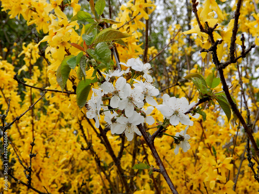 Branch With Blossoms Of Cherry Tree Branch With Blossoms Of Cherry Tree