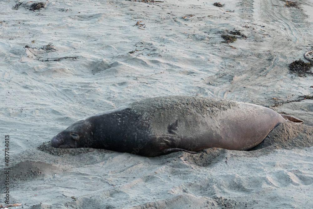 Obraz premium Elephant seals resting on beach in California at sunset
