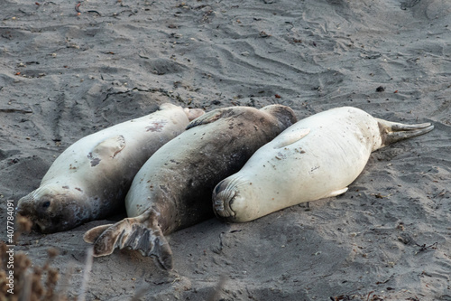 Elephant seals resting on beach in California at sunset photo