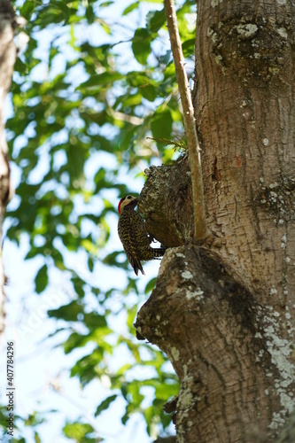 Green-barred Woodpecker bird on a tree