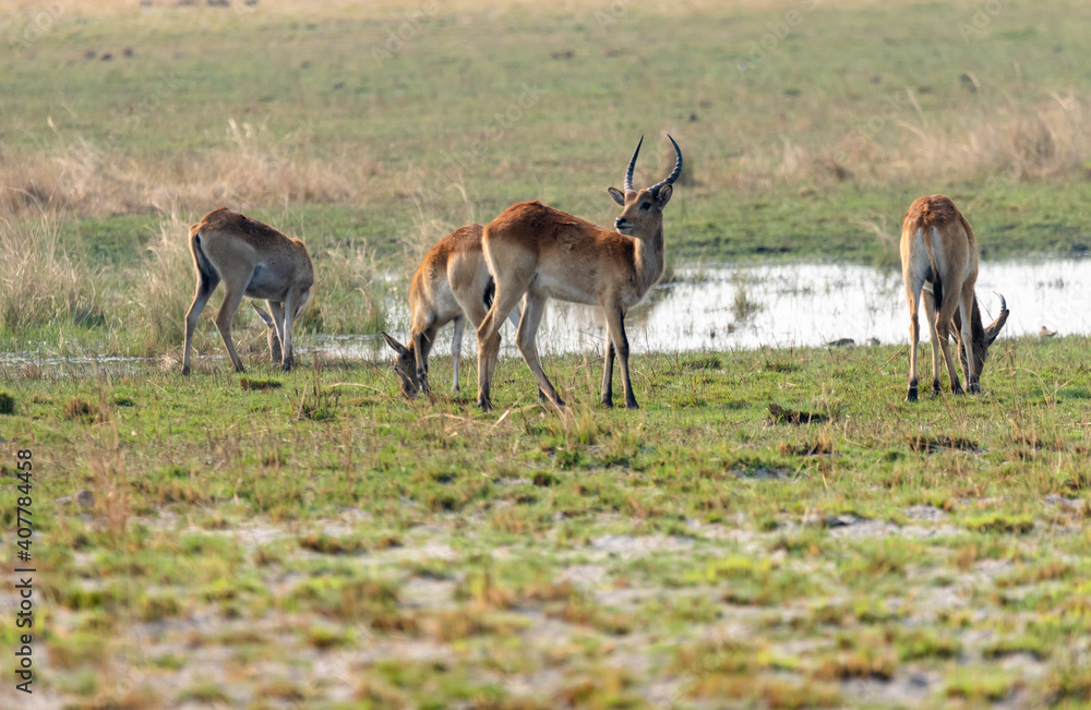 Letschwe Antelopes Kobus Leche Stand On The Kwando River Namibia Letschwe Antelopes Kobus Leche Stand On The Kwando River Namibia