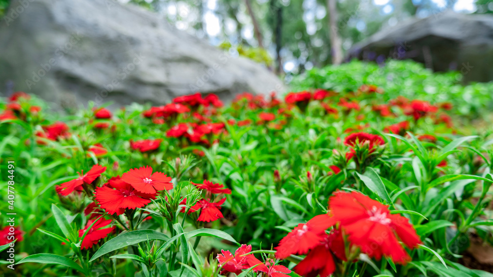 Obraz premium Park plants in early spring