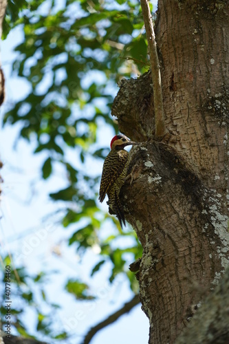 Green-barred Woodpecker bird on a tree