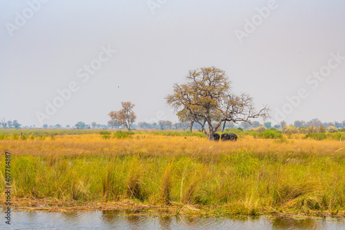 Landscape With Two Elephants On The River Kwando Mudumu National Park Region Zambezi Namibia
