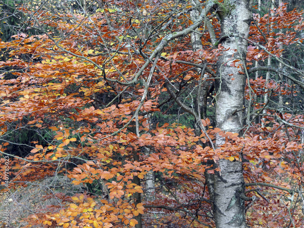 It Is Autumn In Red Bog, Rhoen, Germany It Is Autumn In Red Bog, Rhoen, Germany