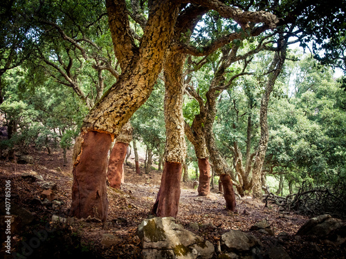 cork oaks in the andalusian countryside. "Parque de los alcornocales", Algeciras, Andalusia, Spain, Europe © Stockfotos