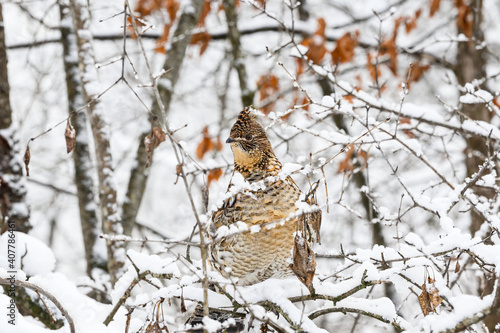 Ruffed Grouse on Tree Branch Covered in Snow in Winter, Closeup Portrait