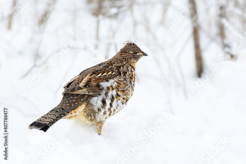 Ruffed Grouse Standing on Snowbank in Winter, Closeup Portrait © FotoRequest