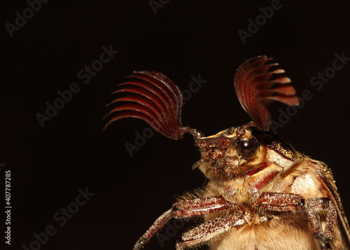 Strange antennas of Polyphylla fullo