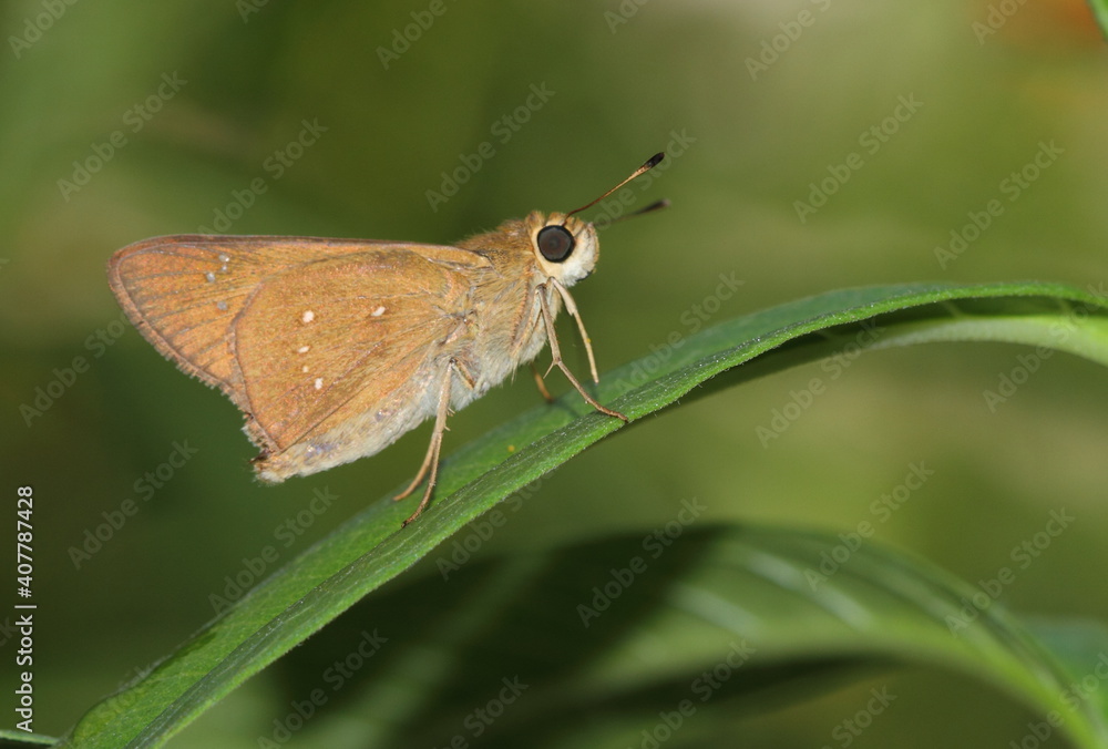 Obraz premium butterfly on leaf