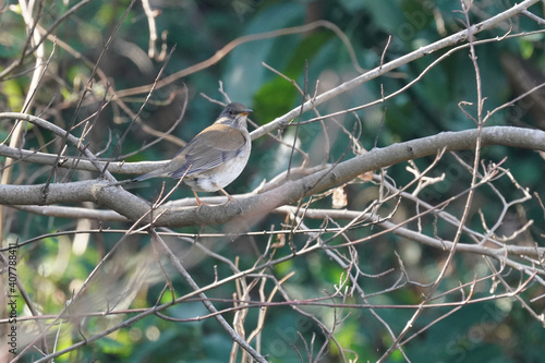 pale thrush on the branch