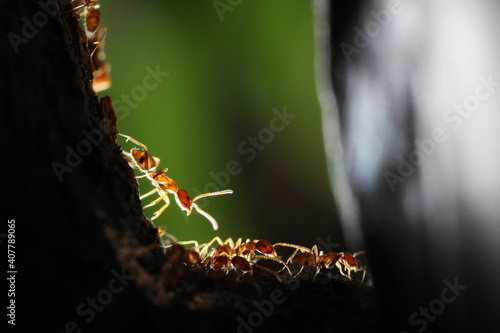 hormigas caminando por tronco, luz de fondo © Sergio Peña y Lillo