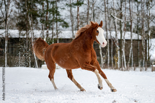 Galloping chestnut horse mare stallion in snow. Stunning active horse with long mane full of power in winter.