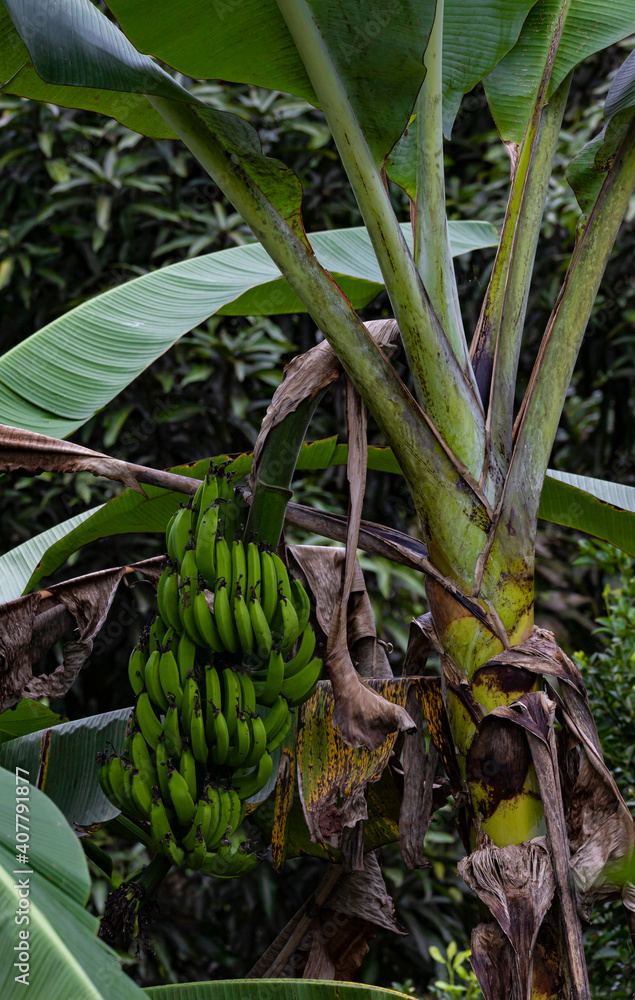 Obraz premium Banana fruits on a banana plant in the jungle of Costa Rica
