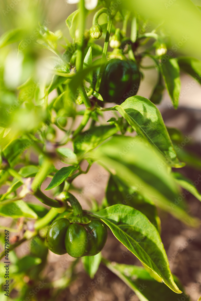 bell pepper plant outdoor in sunny vegetable garden bell pepper plant outdoor in sunny vegetable garden