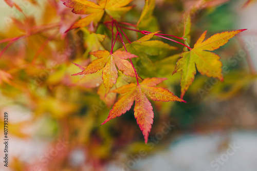 close-up of Japanese maple plant outdoor