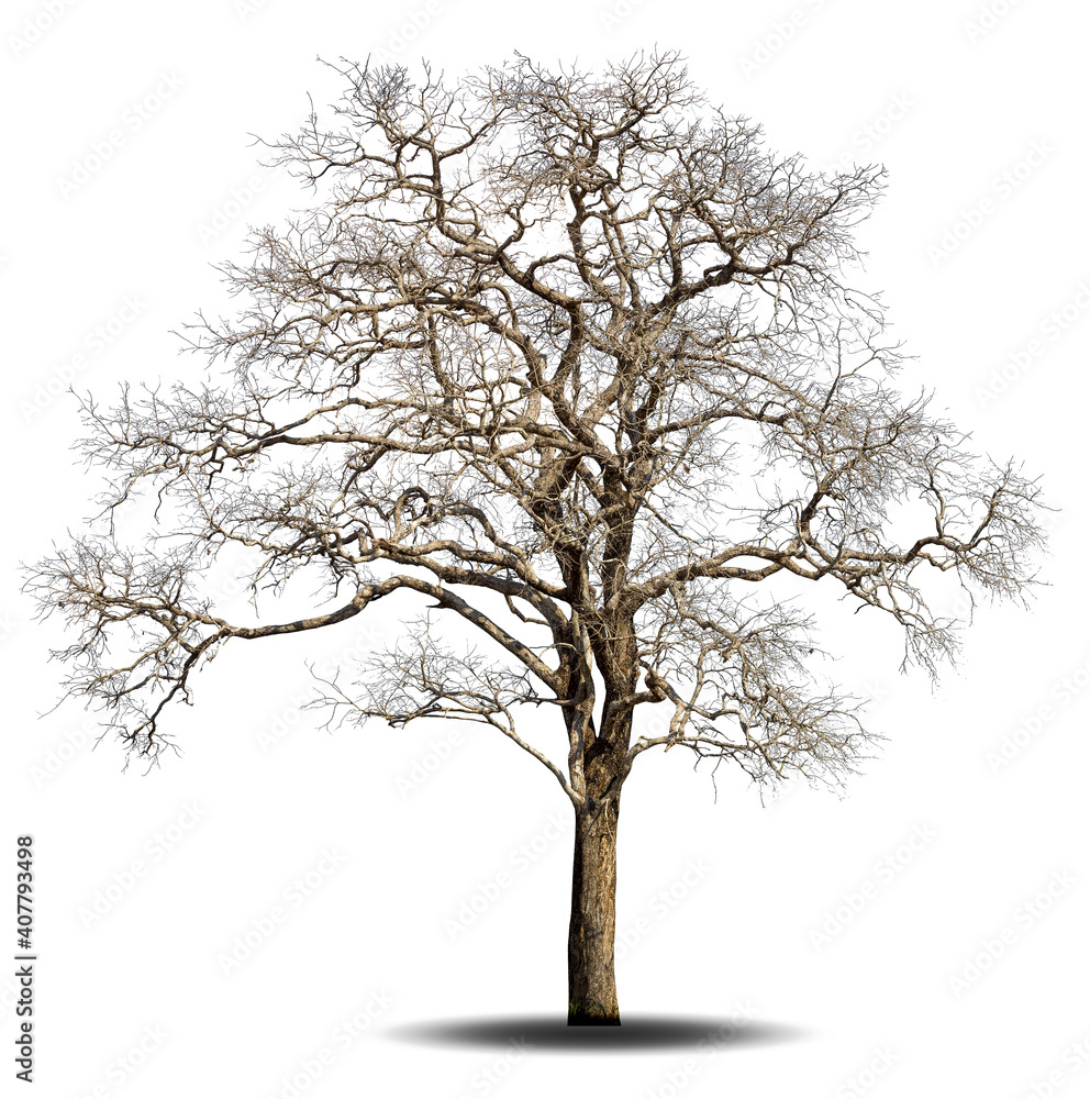 Dead tree isolated on white background. Dead tree isolated on white background.