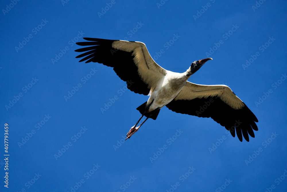 Obraz premium wood stork in flight