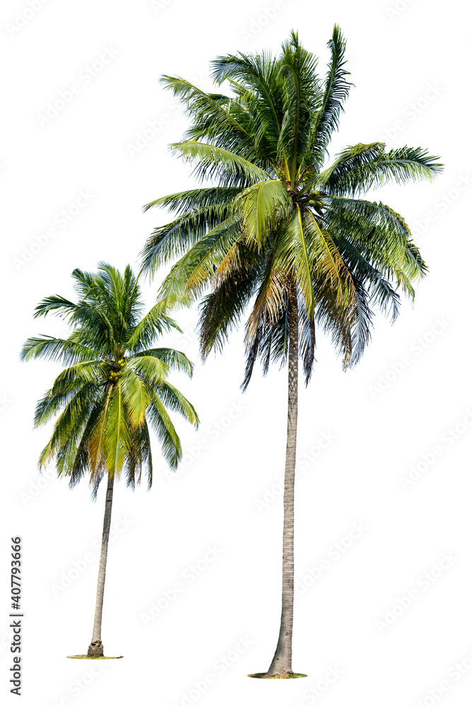 © pornsawan - Coconut palm tree isolated on white background.