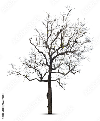 Dead tree isolated on white background.