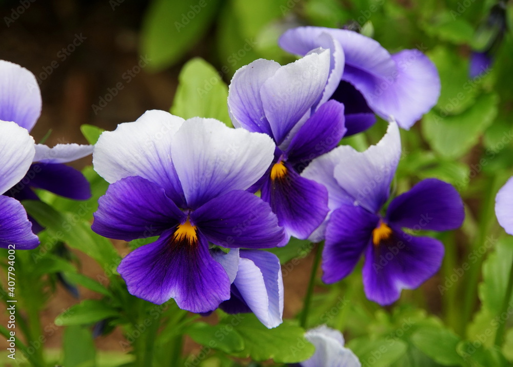 Beautiful purple and white pansies at full bloom Beautiful purple and white pansies at full bloom