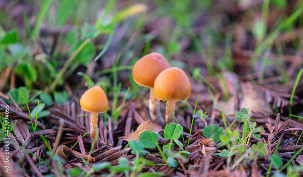 Three tiny brown wild mushrooms Three tiny brown wild mushrooms