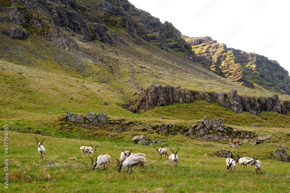 The far view of wild reindeer herds by the mountains near East Fjords, Iceland in the summer