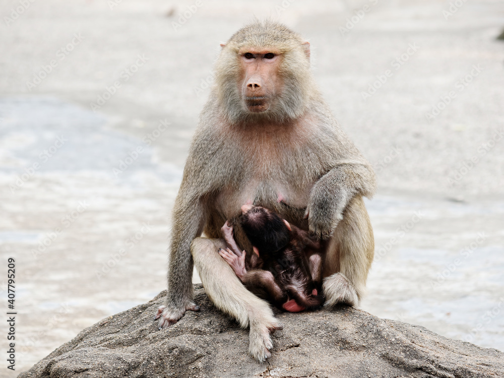 Naklejka premium Female baboon sitting and hug its baby baboon, front view.