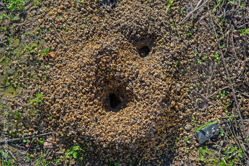 Burrow opening of ground-nesting plasterer bee of the family Colletes. 