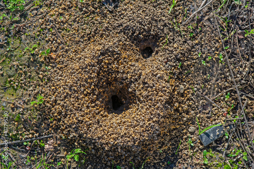 Burrow opening of ground-nesting plasterer bee of the family Colletes.  photo
