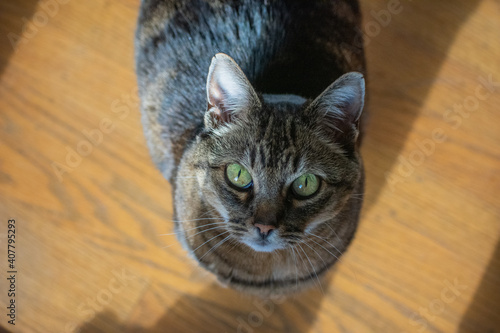 Closeup of Tabby Cat - Felis catus - with green eyes