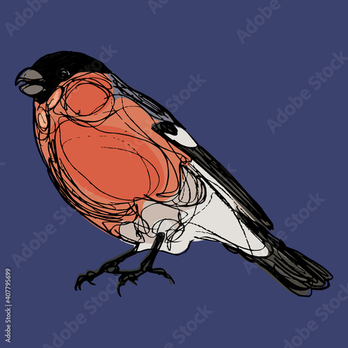 Eurasian bullfinch bird. Pyrrhula pyrrhula. Animal illustration. Hand drawn colorful rough doodle sketch. photo