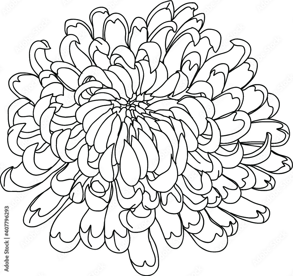 Hand drawn Chrysanthemum for tattoo design.botanical chinese tattoo.