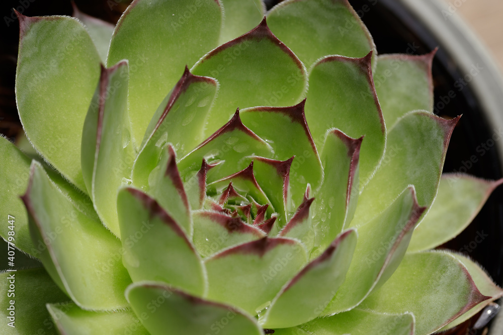 Echeveria agavoides, or lipstick echeveria, is a species of flowering plant in the family Crassulaceae with defocused background. The star-shaped succulent is native to Mexico. Macro close up. Echeveria agavoides, or lipstick echeveria, is a species of flowering plant in the family Crassulaceae with defocused background. The star-shaped succulent is native to Mexico. Macro close up.