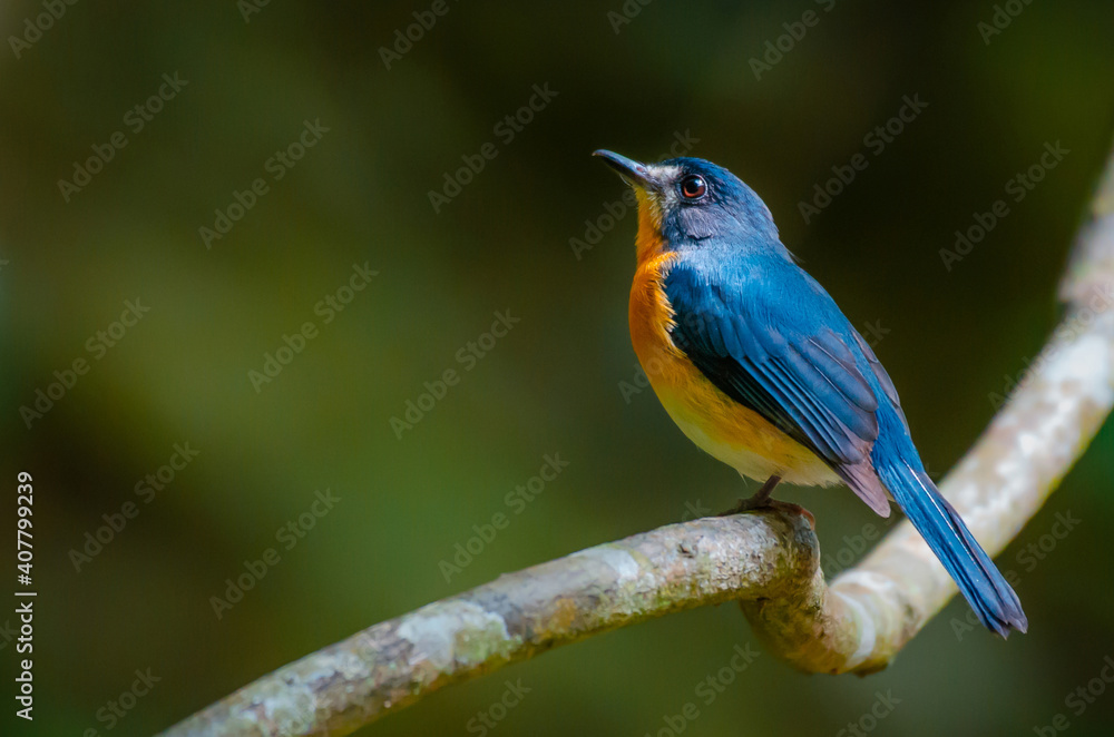 Mangrove-blue Flycatcher