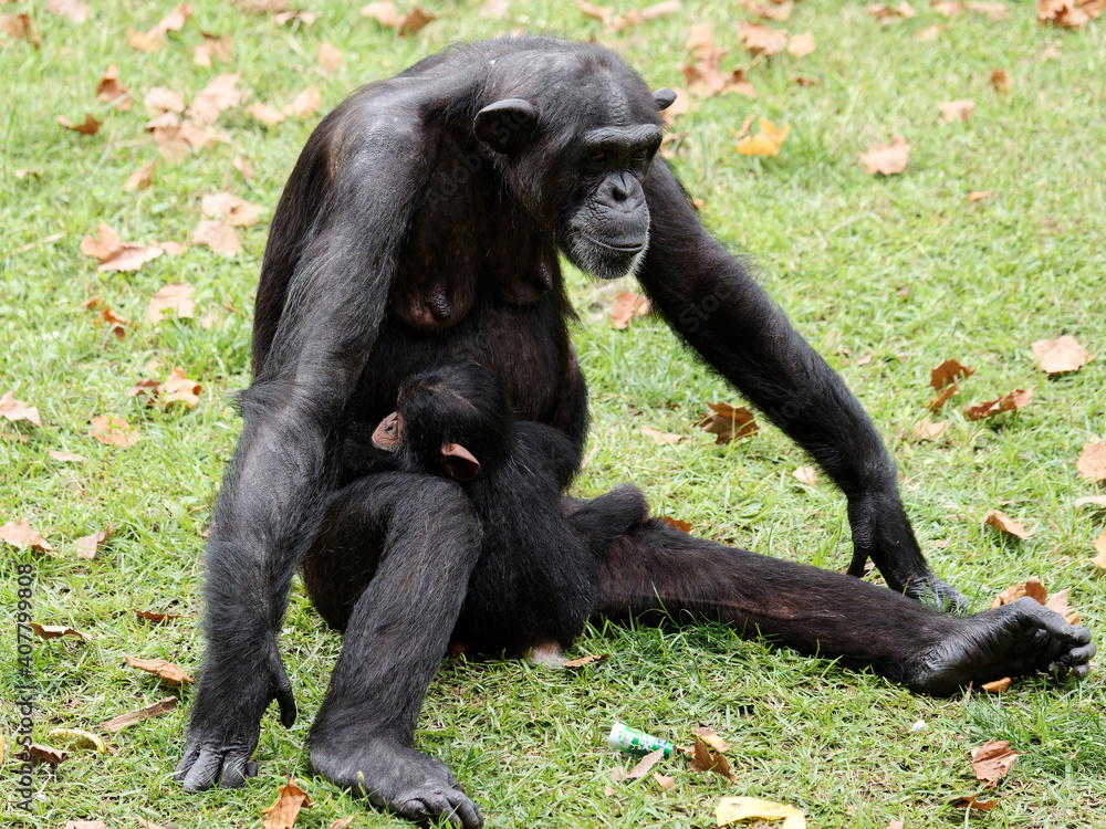 Adult female chimpanzee sitting on green grass field and holding its baby. Adult female chimpanzee sitting on green grass field and holding its baby.