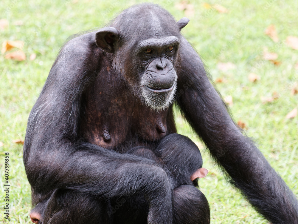 Adult female chimpanzee sitting on green grass field and holding its baby. Adult female chimpanzee sitting on green grass field and holding its baby.