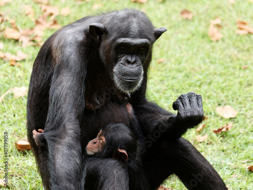 Adult female chimpanzee sitting on green grass field and holding its baby.