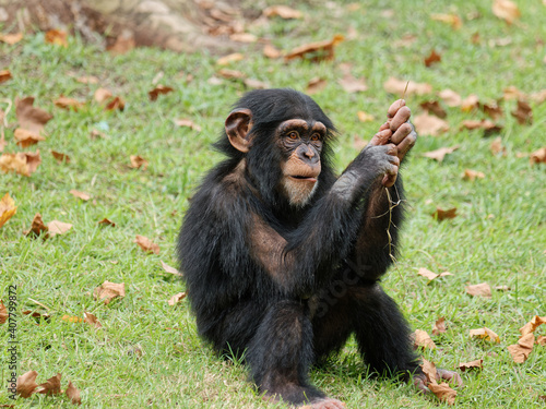 Baby chimpanzee sitting on green grass field and playing by itself.