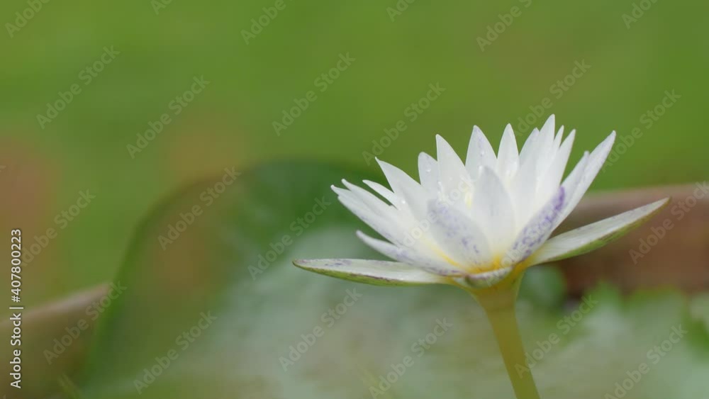 close-up a white lotus with blurred backgrounds close-up a white lotus with blurred backgrounds