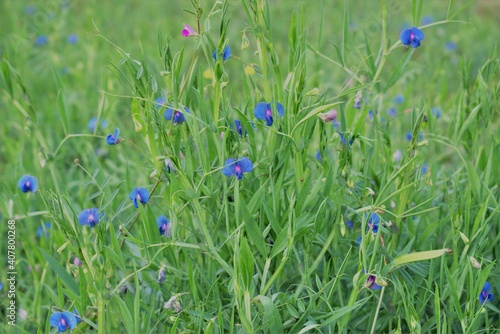 GRASS PEA FLOWERS IN THE FIELD