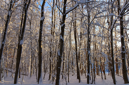 Verschneite Bäume im Winter im Wald im Gegenlicht der Sonne