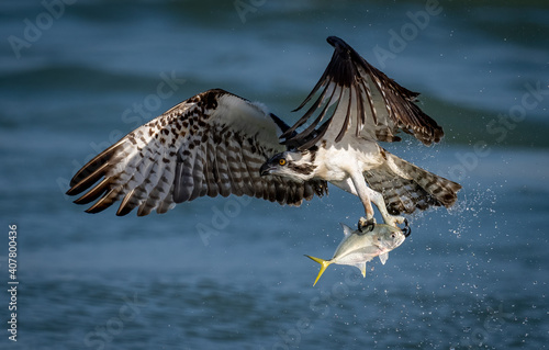 An Osprey Fishing in Florida 