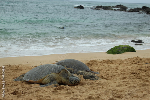 Two Hawaiian green sea turtles (honu) on a beach off the Pacific Ocean