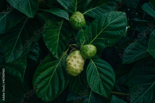 Noni fruit juice and drink can be made for health