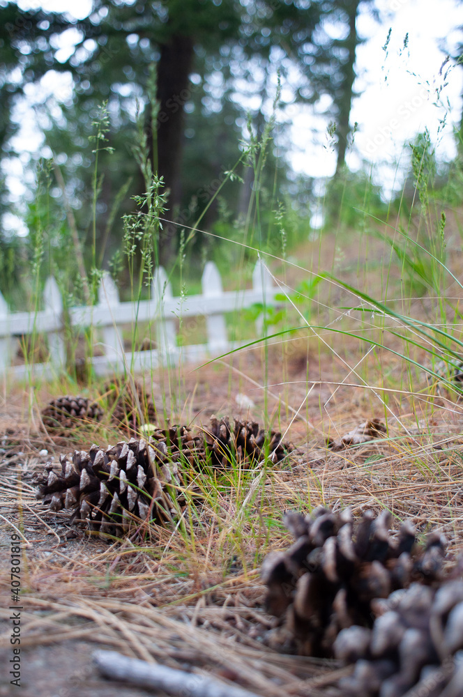 Obraz premium pine cones on the ground
