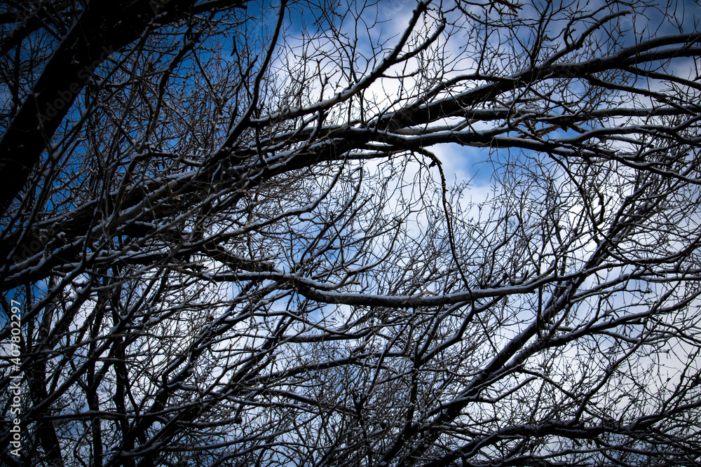 Black Trees, white snow and Clouds, Blue Sky Black Trees, white snow and Clouds, Blue Sky
