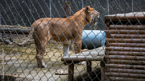 Tiger in zoo looking sad