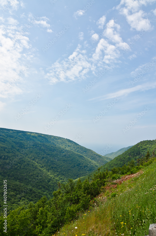 Fototapeta premium forest in the Cape Breton