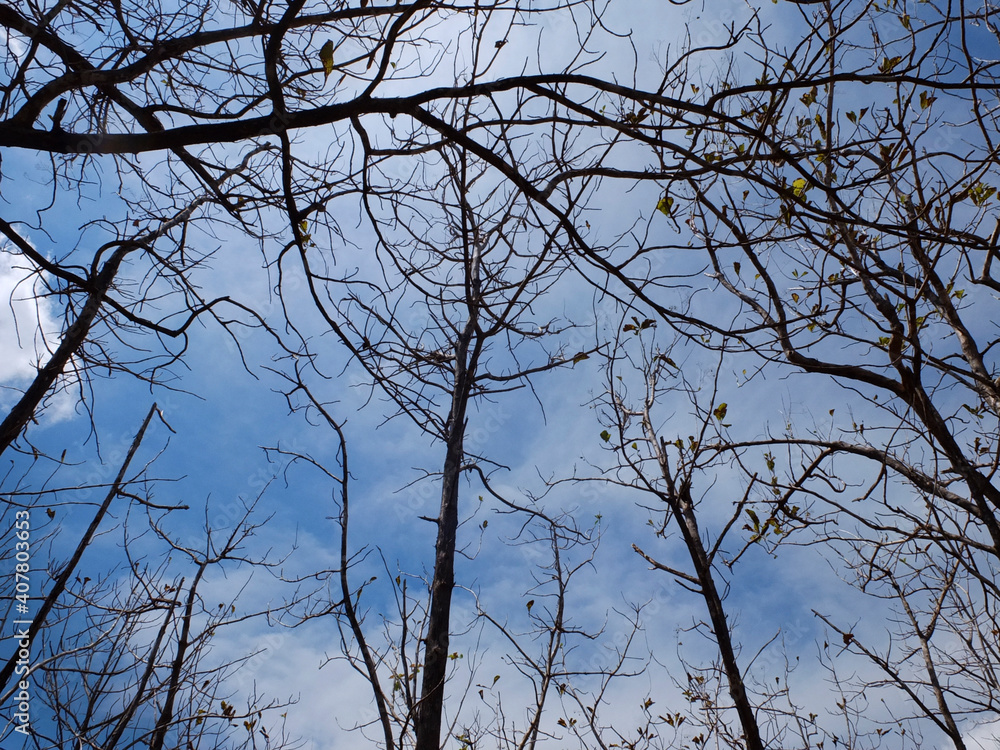 spooky tree branches with blue sky spooky tree branches with blue sky